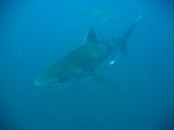 Sudafrica Sara - 19